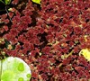 Fairy Moss