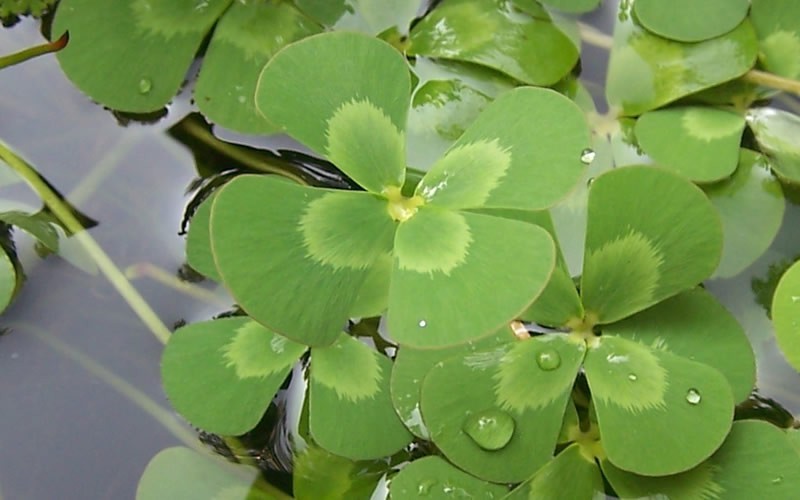Water Clover Picture