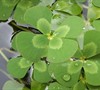 Water Clover Picture