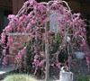 Lavender Twist Weeping Redbud
