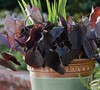 Little Black Magic Elephant Ear