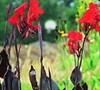 Black Knight Canna Lily