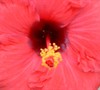Louisiana Flash Cajun Hibiscus