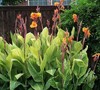 Pretoria Canna Lily