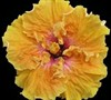 Heat Flash Cajun Hibiscus