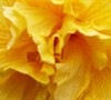 Anderson Double Yellow Hibiscus
