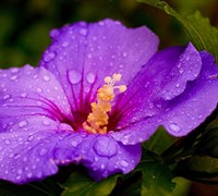 Hot Pink Hibiscus