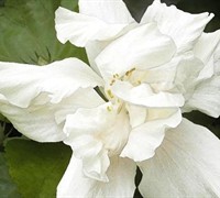 Anderson Double White Hibiscus Picture