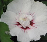 Double Ruby White Hibiscus Picture