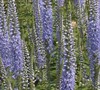 Spike Speedwell 'Twilight'