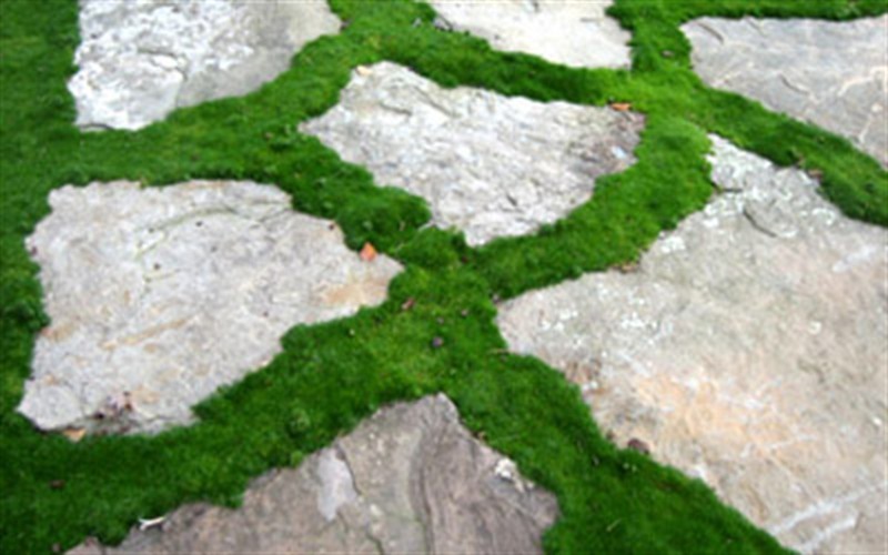 Spring Sandwort Irish Moss Picture