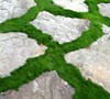 Green Irish Moss