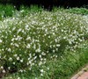 Whirling Butterflies Guara