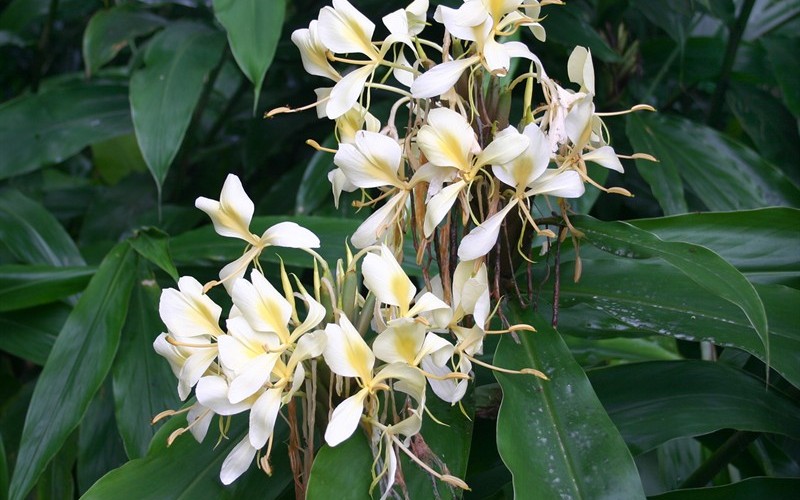 White Ginger Hedychium Picture