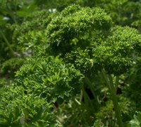 Curled Parsley Picture