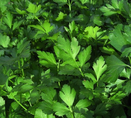 Picture of Italian Parsley