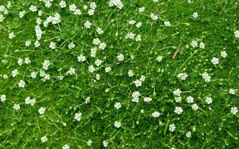 Green Irish Moss Picture