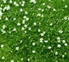 Green Irish Moss