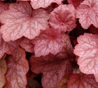 Georgia Peach Heuchera Picture
