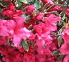 Silver Sword Azalea