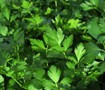Picture of Italian Parsley