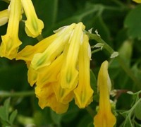 Yellow Corydalis Picture