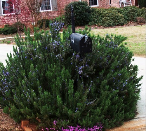Picture of Salem Rosemary