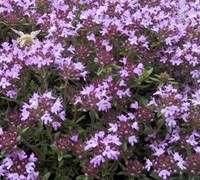 Creeping Thyme Picture
