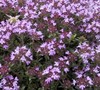 Creeping Thyme