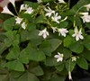 Irish White Shamrock Oxalis