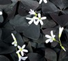 Charmed Velvet Shamrock Oxalis