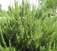 Athen's Blue Spires Rosemary Picture