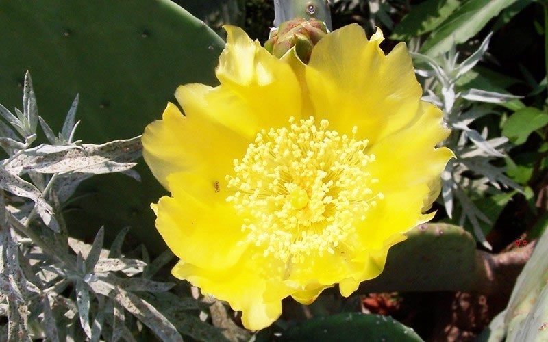 Prickly Pear Cactus Picture