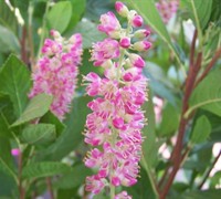 Ruby Spice Clethra Picture