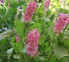 Ruby Spice Clethra