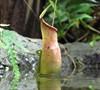 Pitcher Plant