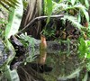 Pitcher Plant