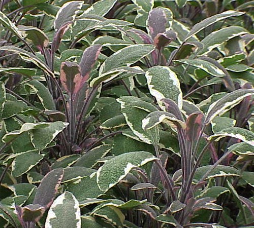Picture of Tricolor Sage