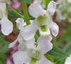 Angelmist Spreading White Angelonia