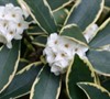 White Daphne Odora