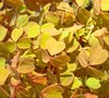 Molten Lava Shamrock Oxalis