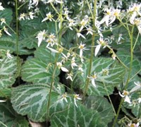 Strawberry Begonia Picture
