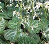 Strawberry Begonia