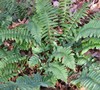 Christmas Fern