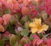 Sunset Velvet Shamrock Oxalis