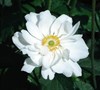 Whirlwind Japanese Windflower