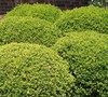 Dwarf Yaupon Holly Picture