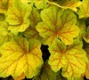 Electra Heuchera