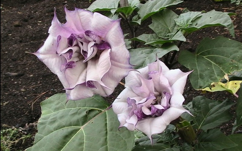 Double Purple Datura Metel Picture Gardenality