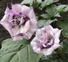 Double Purple Angel Trumpet